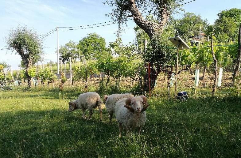 Wine House Rakar Guest House Gračišče Bagian luar foto