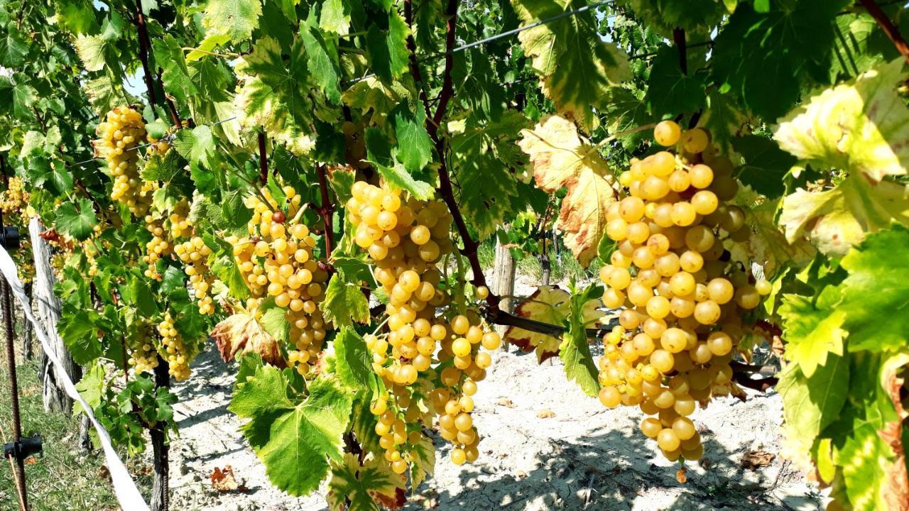 Wine House Rakar Guest House Gračišče Bagian luar foto
